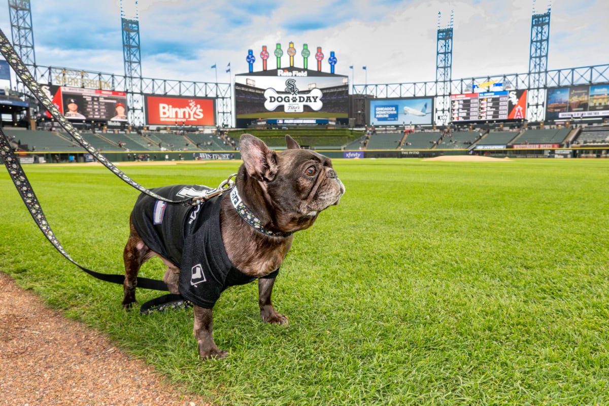 Dog on leash at baseball stadium, showcasing a pet-friendly event with dogs and fans enjoying the game.