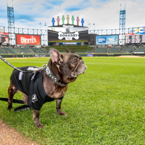 Dog on leash at baseball stadium, showcasing a pet-friendly event with dogs and fans enjoying the game.