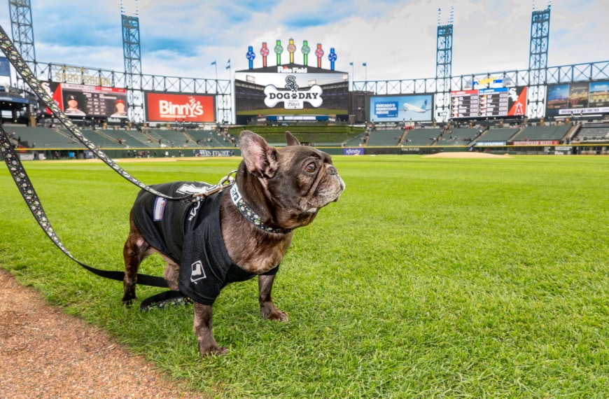 Dog on leash at baseball stadium, showcasing a pet-friendly event with dogs and fans enjoying the game.