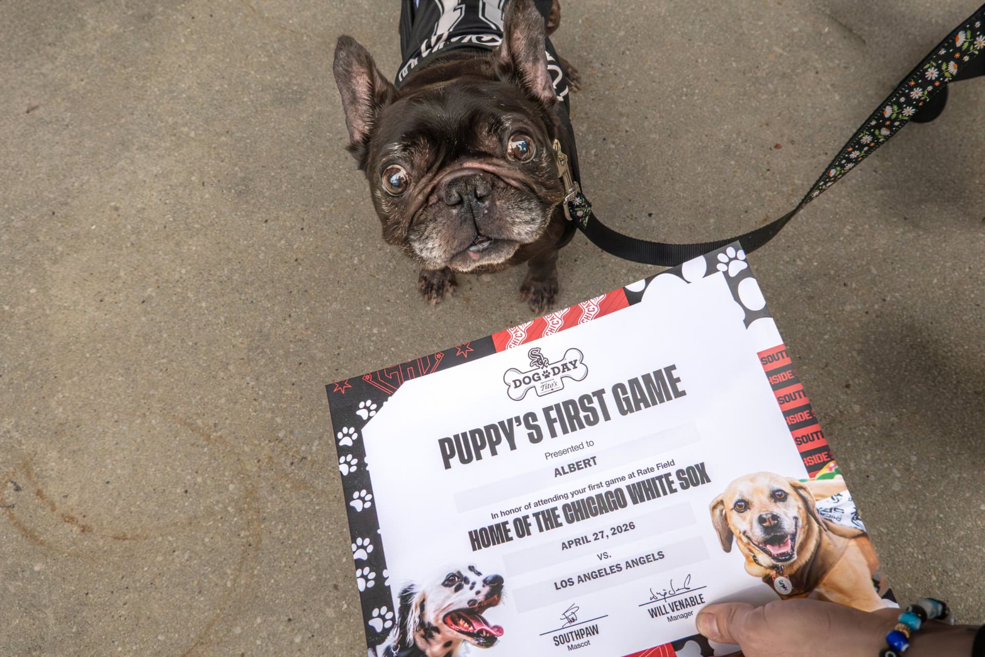 Adorable French Bulldog puppy on leash holding a certificate for puppy's first game at Dog Day event.